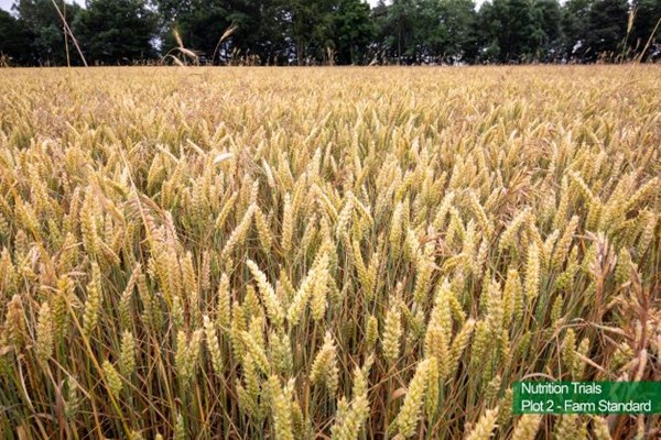 Istabraq winter wheat plot 2 nutrition trial 26 July 2021